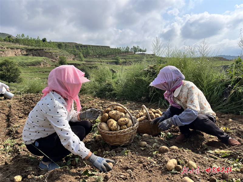 農戶正在分揀洋芋。 董春輝 攝
