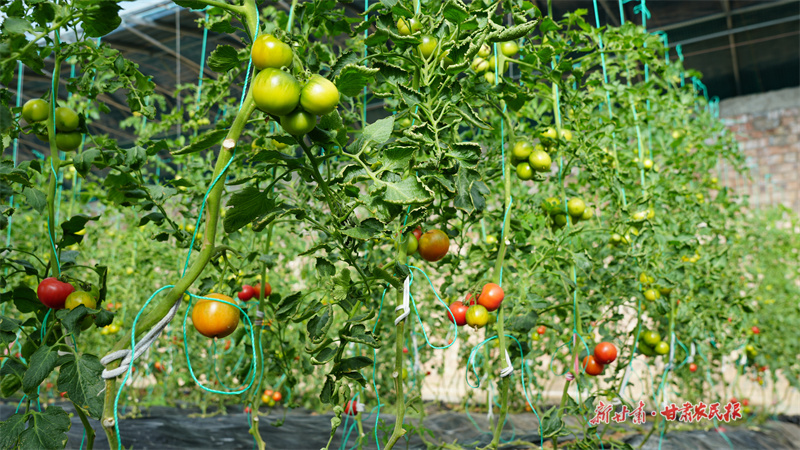 一壟壟藤蔓上掛滿了西紅柿