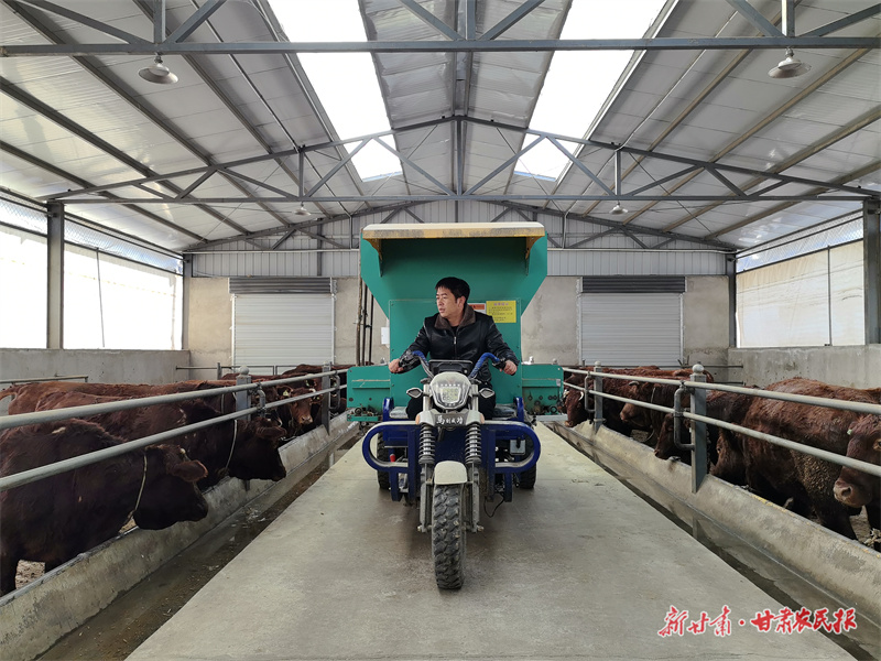 圖為吳春剛正在紅牛養殖基地投喂飼料